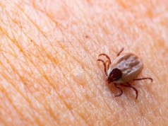 Glifosat sprawcą boreliozy, czyli kolejne internetowe kuriozum