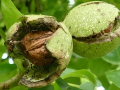 Nowy szkodnik orzecha włoskiego u granic Polski