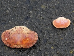 Zdjęcie dnia. „Serduszka dwa”