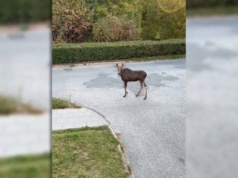 UWAGA: Łoś na ulicy! Spaceruje po Lublinie [NAGRANIE]