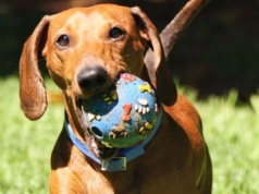 W Krakowie odbędzie się jamniczy piknik