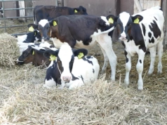 Kiedy najlepiej inseminować jałówki?