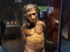 To białko różniło ludzi od Neandertalczyków. Dlatego wyginęli?
