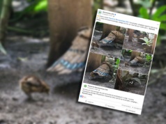 W polskim zoo przyszedł na świat wyjątkowy pisklak. Zamknięto dla niego dużą część obiektu