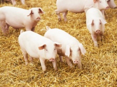 Czy będzie zwolnienie z posiadania płyty obornikowej dla rolników prowadzących chów na głębokiej ściółce?