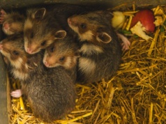 Nowi mieszkańcy ZOO Wrocław. To gatunek krytycznie zagrożony wyginięciem.