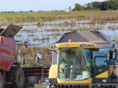 Żniwa na Żuławach: rolnicy liczą straty w milionach złotych. Jak sobie radzą? [FILM]