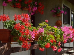Prosta domowa odżywka sprawi, że pelargonie zaleją twój balkon. Przepis zdradziła mi babcia