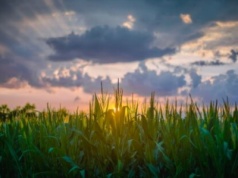 Niezidentyfikowany obiekt eksplodował w Lubelskiem! Krater na polu kukurydzy