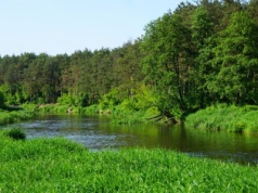 Katastrofa ekologiczna na Wkrze! Znamy przyczynę śnięcia ryb