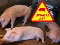 4500 świń do wybicia. Wybuchło ogromne ognisko ASF