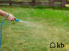 Zielona trawa na lato? Ten błąd z wężem ogrodowym niszczy murawę w tydzień