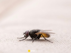 Te produkty skutecznie odstraszą muchy w domu. Każdy z nas ma je w domu