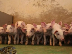 Jakie są ceny prosiąt w połowie sierpnia 2025? [SONDA]