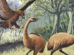 Wskrzeszenie ptaka moa, czyli jak Amerykanie dla rozgłosu zaszkodzą przyrodzie