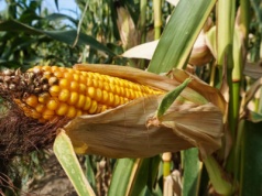 IGC: wzrost sierpniowej prognozy światowej produkcji zbóż ogółem