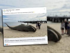 Znaleźli wieloryba w Sopocie. Gigant okazał się 