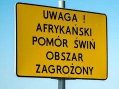 ASF dziesiątkuje estońskie pogłowie trzody chlewnej. Zagrożenie bezpieczeństwa żywnościowego kraju