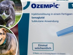Szykuje się wielki hit! Chcą wypuścić Ozempic dla psów i kotów. Odważysz się go dać swojemu pupilowi?