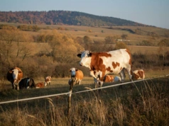 Epidemia u bydła we Francji. Weterynarze wybijają całe stada