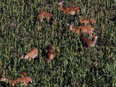 Stado inwazyjnych jeleni pojawiło się na Opolszczyźnie. Mogły uciec z prywatnej hodowli