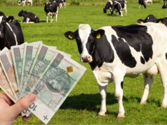 Podlasie z największym spadkiem cen mleka. Gdzie mleczarnie płacą najlepiej?