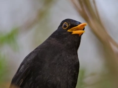Pieśń, która zanika. Tak miasta odbierają ptakom głos