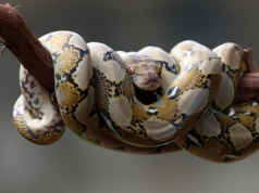 To dlatego węże potrafią trawić kości. Przez dekady żyliśmy w niewiedzy