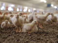 USDA przewiduje wzrost produkcji drobiu na Ukrainie i przekierowanie eksportu