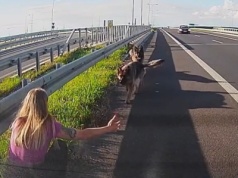 Psy błąkały się przy drodze ekspresowej. Uratowała je policjantka WIDEO