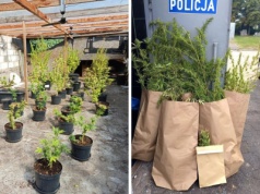 Plantacja marihuany i 5 kg suszu. 44-latek trafił do aresztu [ZDJĘCIA, WIDEO]