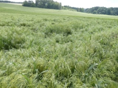 Zapis z terenu: Przygoń – Trzebinia w obiektywie Grzegorzka
