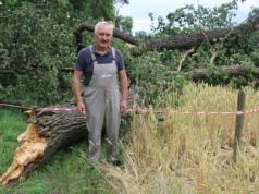 Drzewo zniszczyło pszenicę. Ale ważniejszy chrząszcz niż rolnik