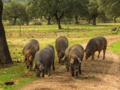Władze wydały wojnę dzikim świniom pustoszącym Australię