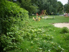 Blisko 100 tysięcy złotych na walkę z rośliną, która niszczy beton