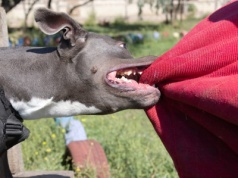 Kobieta pogryziona przez amstafa. Właściciel próbował uciec