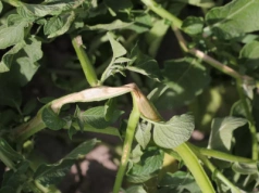 Zgnilizna twardzikowa nie tylko w rzepaku? Które uprawy są zagrożone?