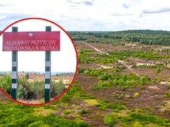 Magiczne wrzosowiska w Okonku właśnie kwitną! Został tylko tydzień, by je zobaczyć