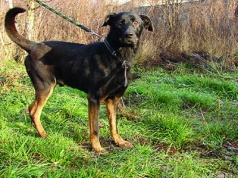 Świętowanie Dnia Psa