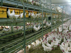 Ponad pół miliona kur! Spółdzielnia rolników w Finlandii stawia na produkcję jaj na dużą skalę