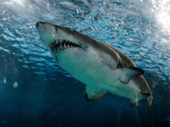 Bezzębne rekiny. Oto dramatyczne skutki zmian klimatu