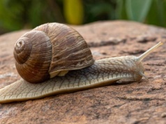 Znalazła rzadkiego ślimaka. Cała Nowa Zelandia szuka dla niego partnera