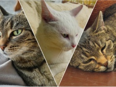 Po śmierci właścicielki kocurki szukają nowych domów