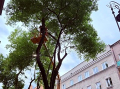 Wielka pielęgnacja drzew w Lublinie. Prace w parkach i na ulicach