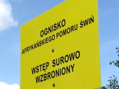 Złe wieści z Lubelszczyzny. Czternaste ognisko ASF w 2024 r. na terenie kraju