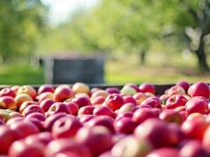 Niemcy: spodziewane zbiory jabłek powyżej średniej