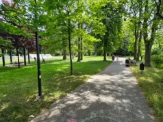 Apelują do Donalda Tuska o wyższe kary za wycinkę drzew