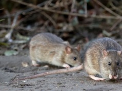 Chodzą po ulicach i dostają się do domów. Mieszkańcy miast mają problem