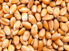 Wsparcie dla producentów zbóż — co proponuje MRiRW?