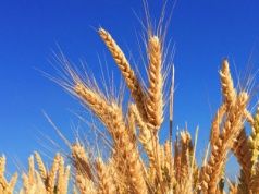 Zboże, które samo nawozi glebę – CRISPR zamienia pszenicę w fabrykę azotu